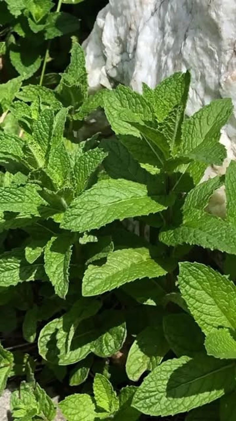 Mint