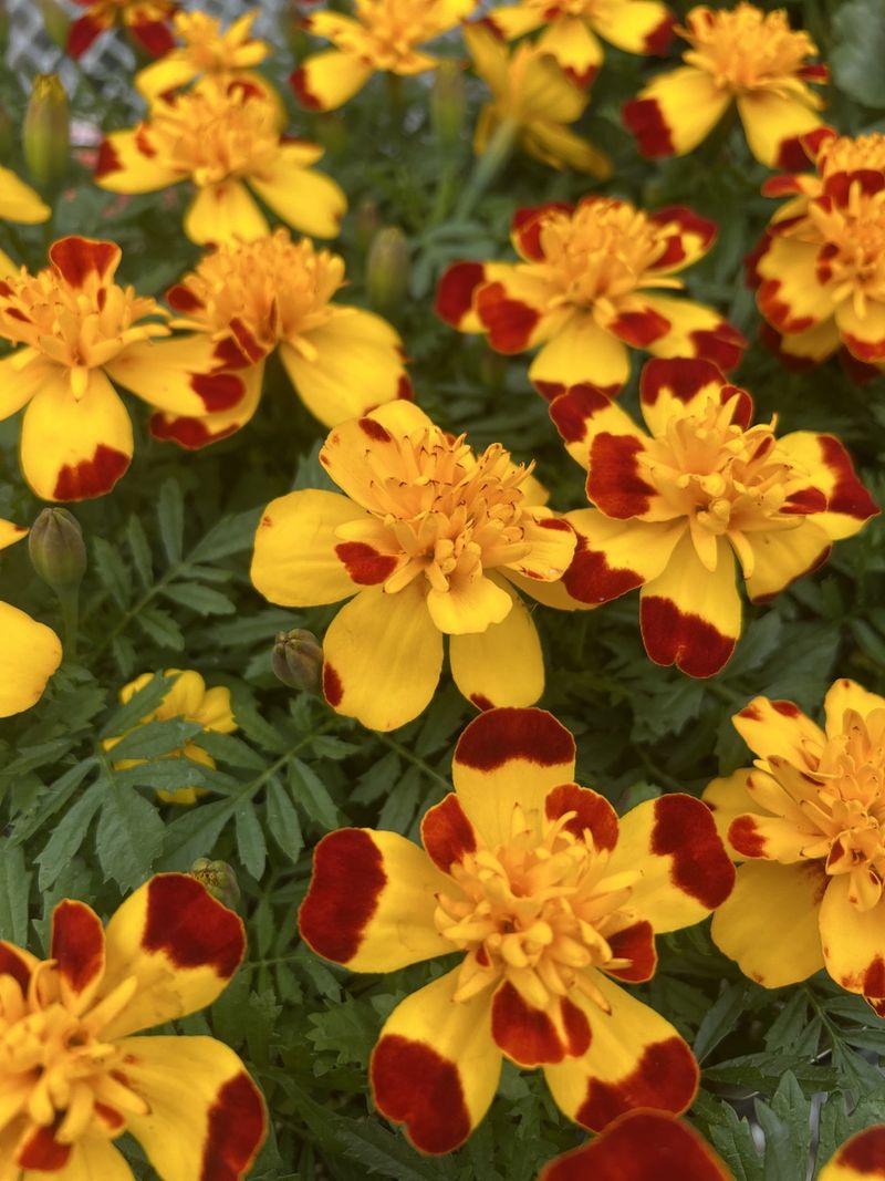 Marigolds - Pest-Repelling Powerhouses