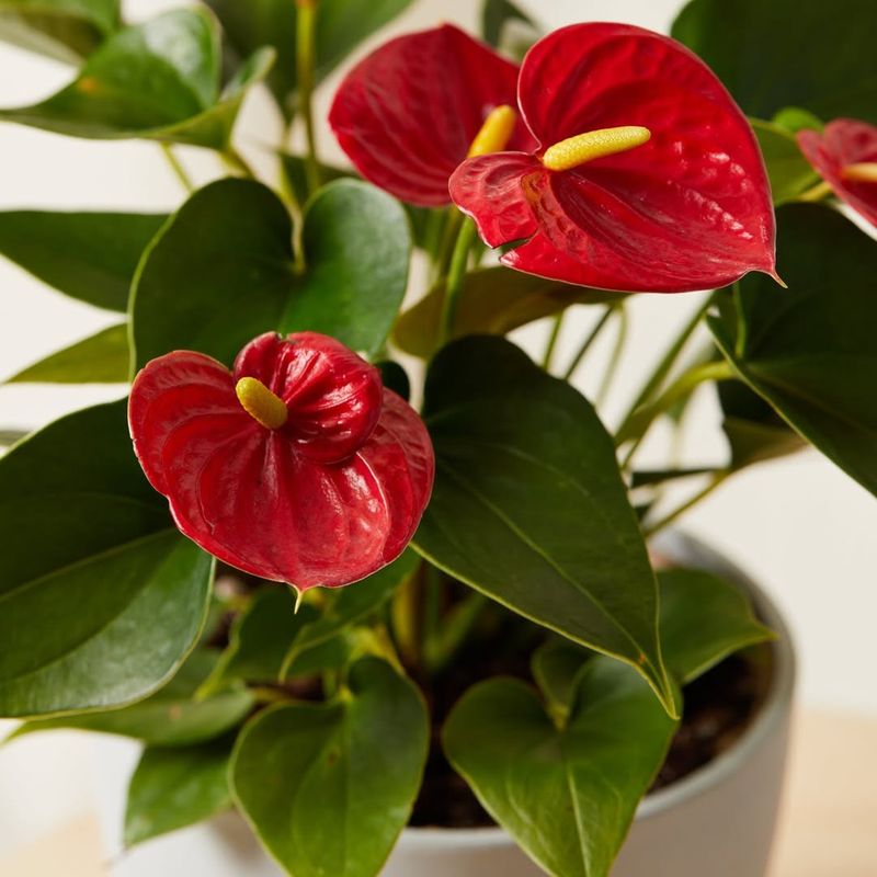 Anthurium