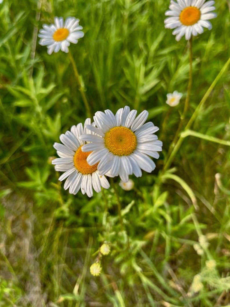 Daisy: Innocence and New Beginnings