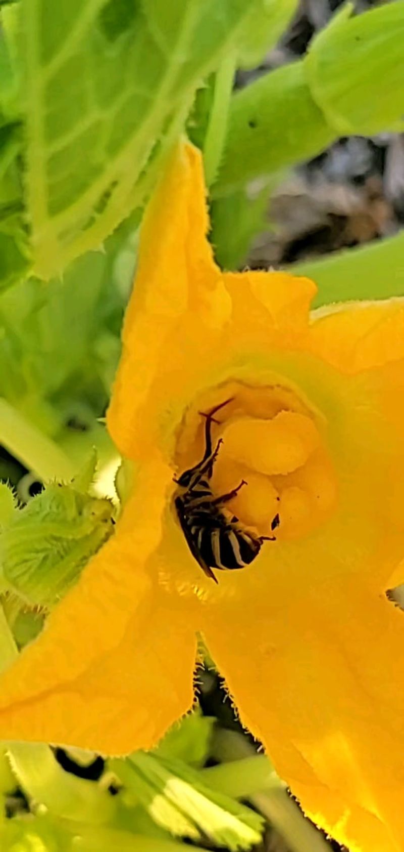 Attract Natural Pollinators