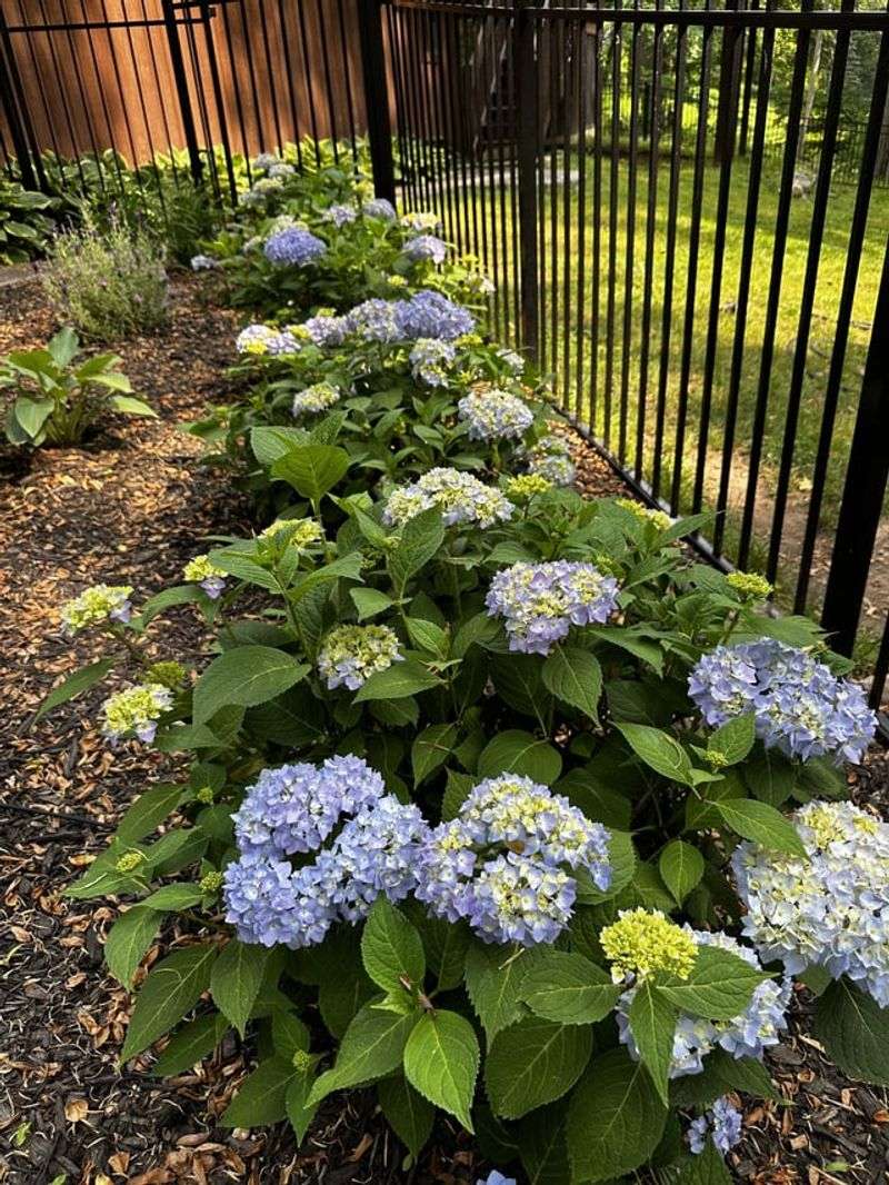 Slow-Release Watering Prevents Shock