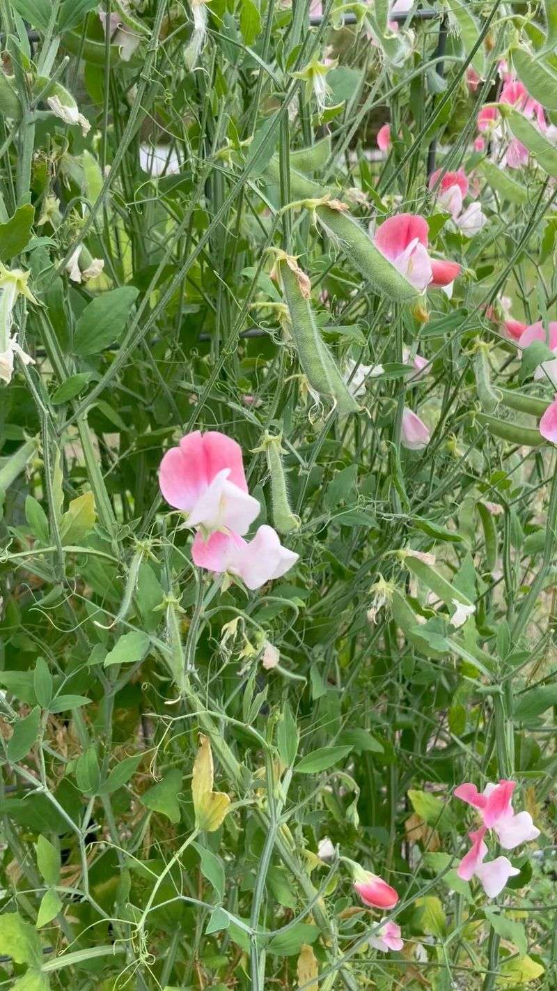 Painted Lady Sweet Peas