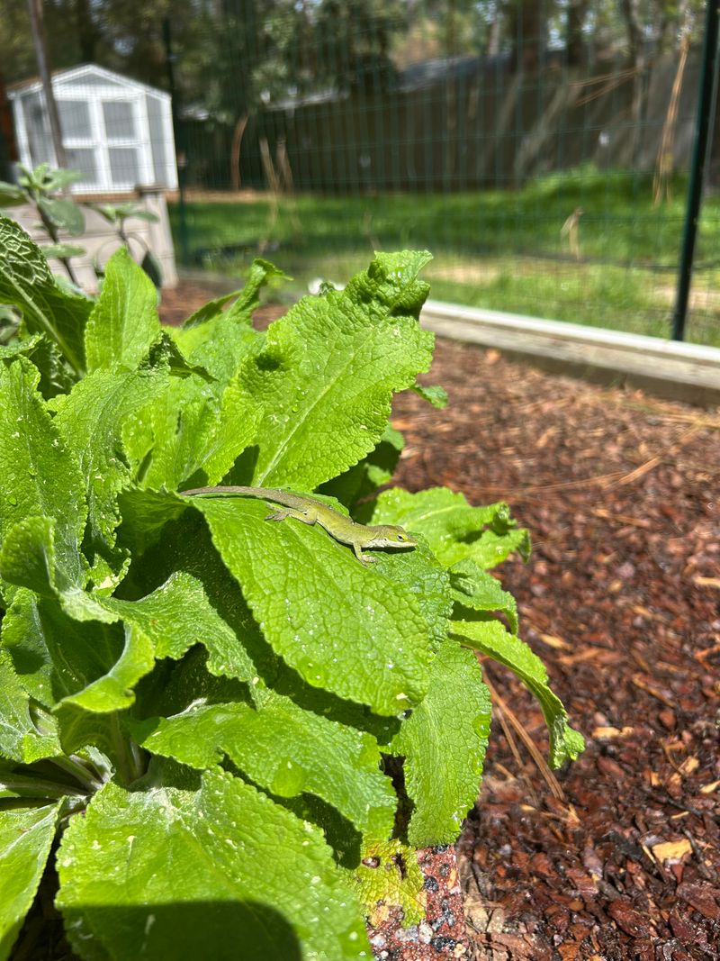 Garden Guardians