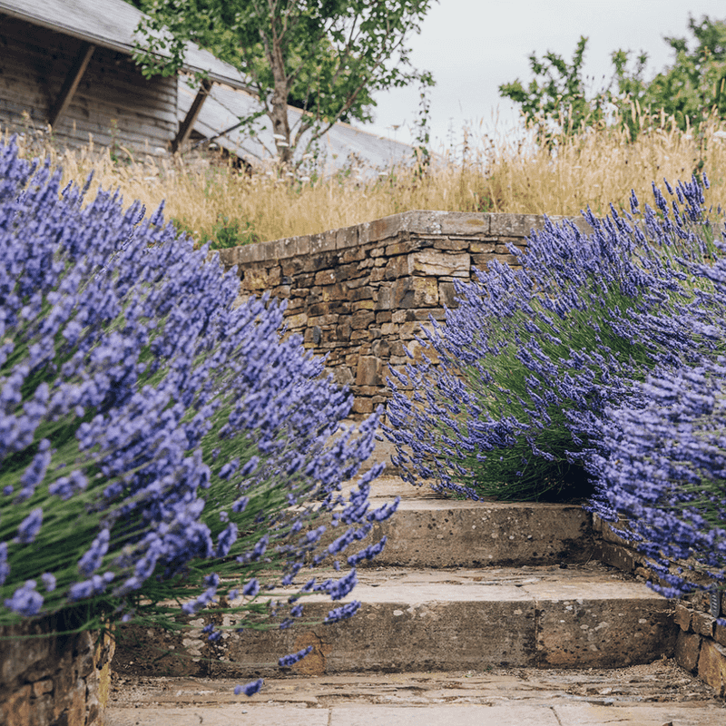 Drought-Resistant Beauty