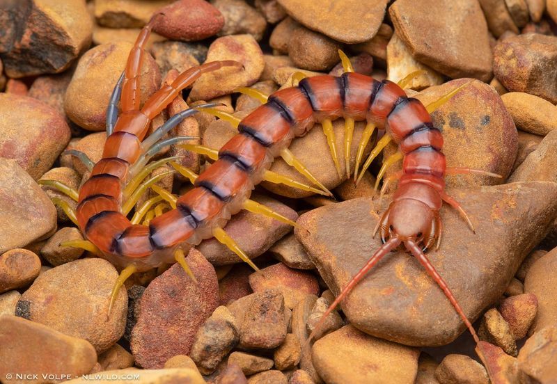 Centipede
