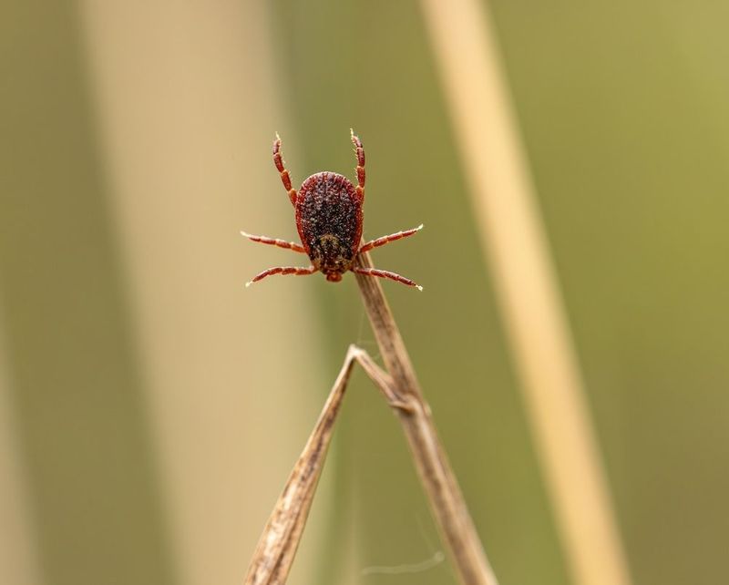 Ticks