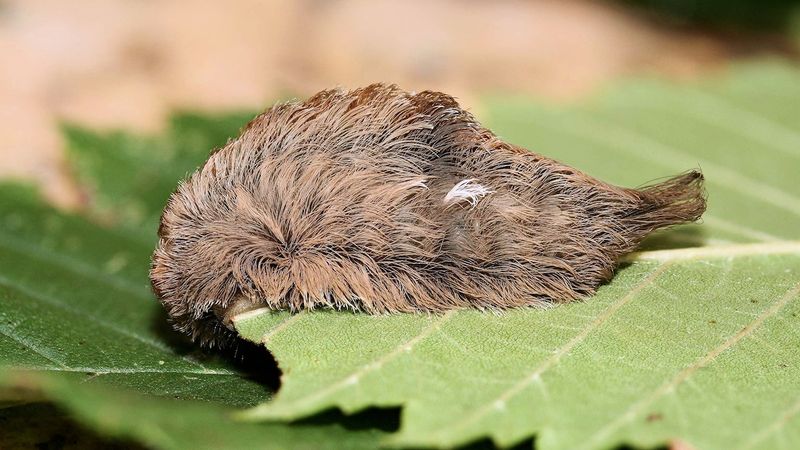 Venomous Caterpillars
