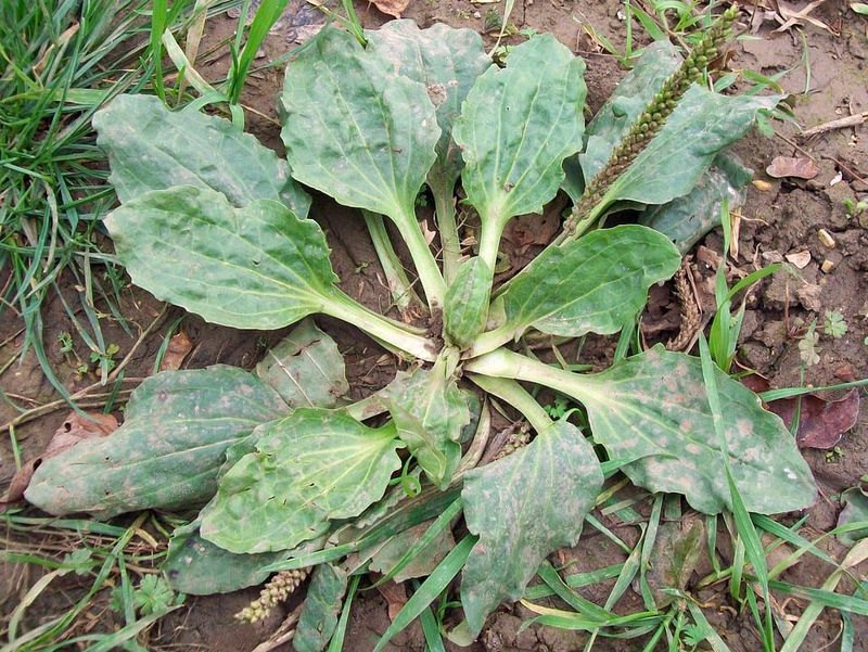 Plantain Weed Indicates Compacted Clay Soil