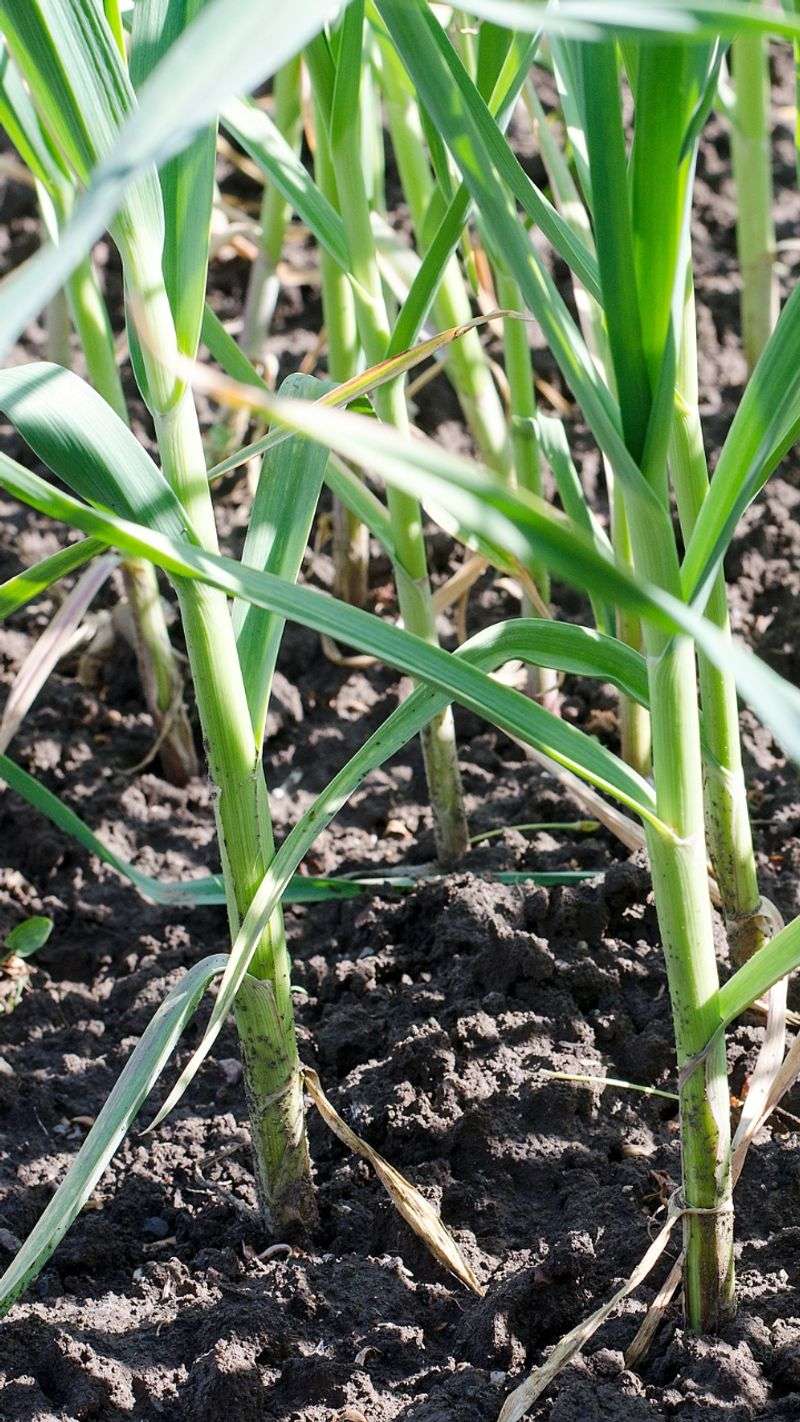 Garlic