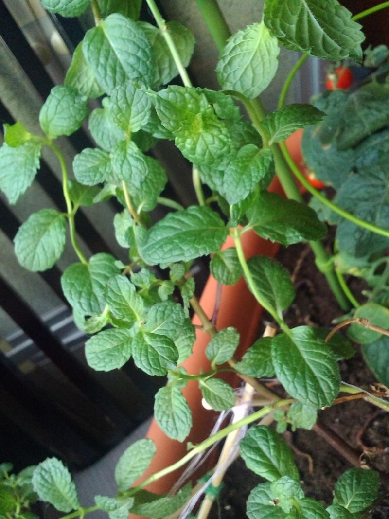 Herbs Like Mint