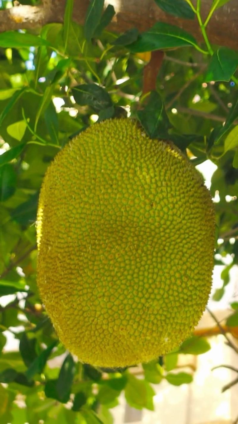 Jackfruit