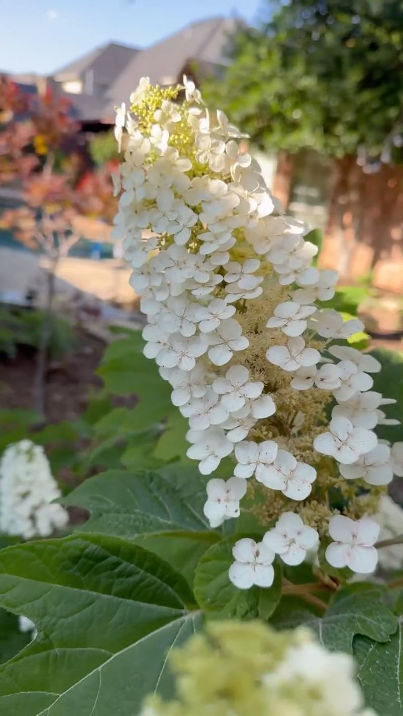 Oakleaf Hydrangeas - Wild Woodland Beauty