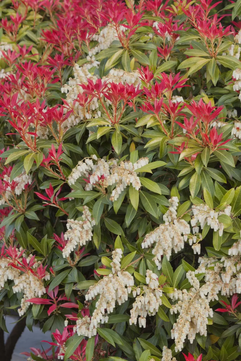 Japanese Pieris: The Growth Rate Match