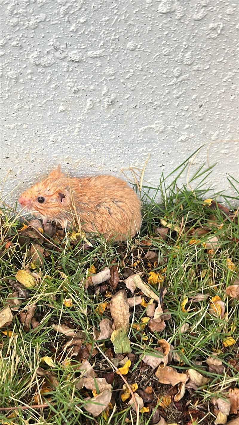House Mice: Unwelcome Houseguests