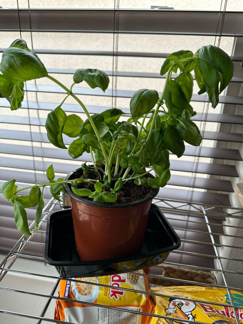 Increase Humidity Levels
