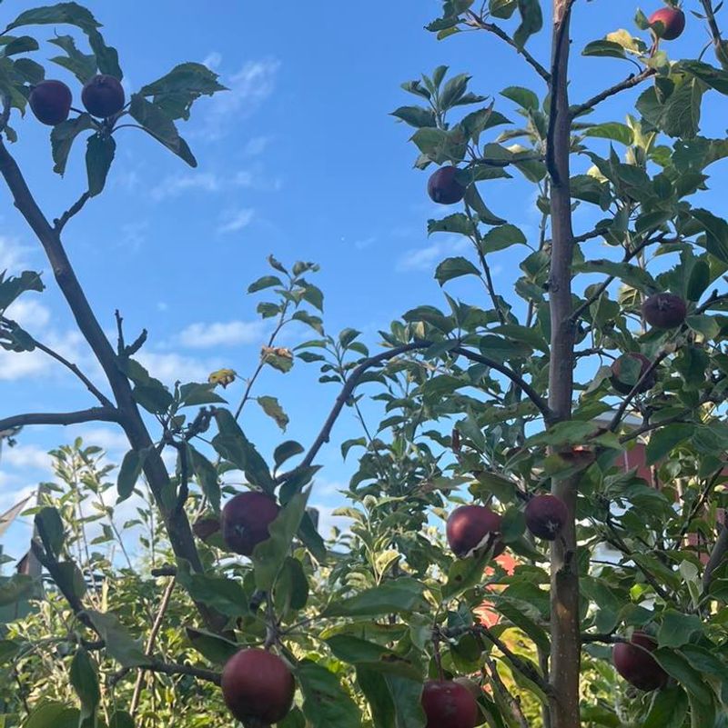 Fruit-Bearing Trees