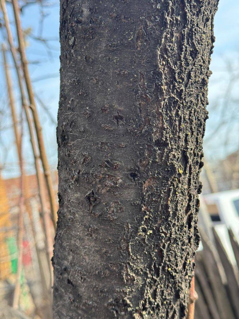 Woodpeckers Create Growing Spaces