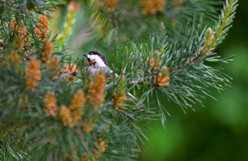 Conifer Trees For Year-Round Shelter