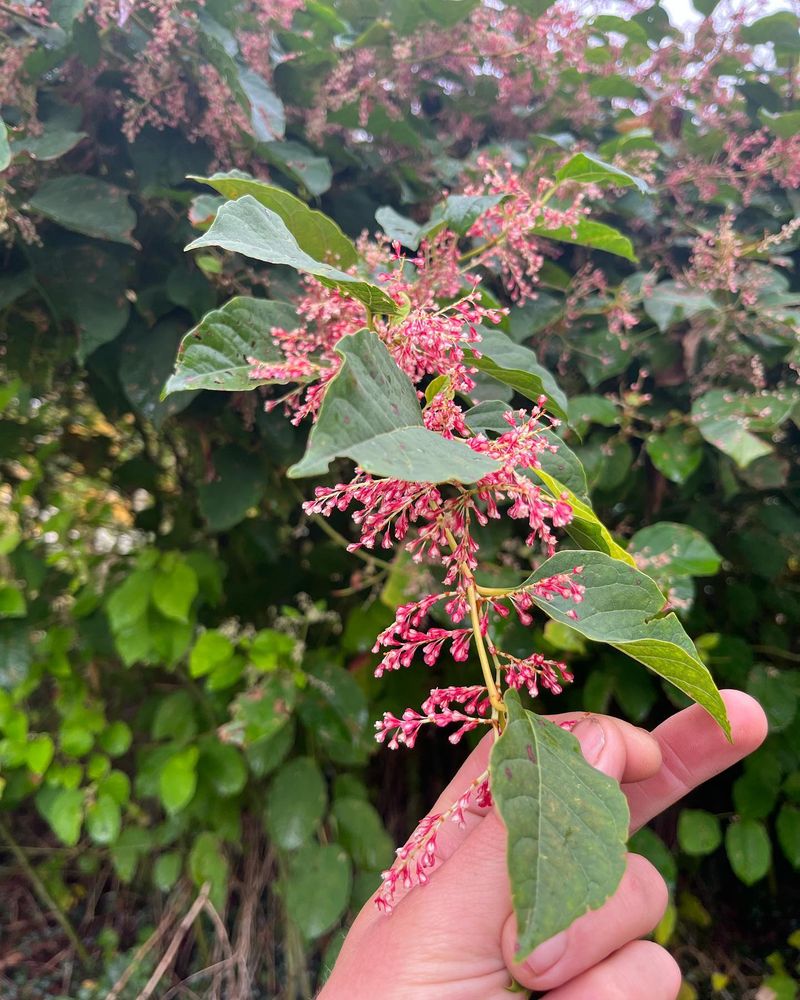 Japanese Knotweed (Fallopia japonica)