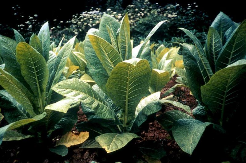 Tobacco Plant
