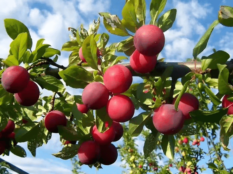 Plum Trees: Juicy Temptations for Woodland Visitors