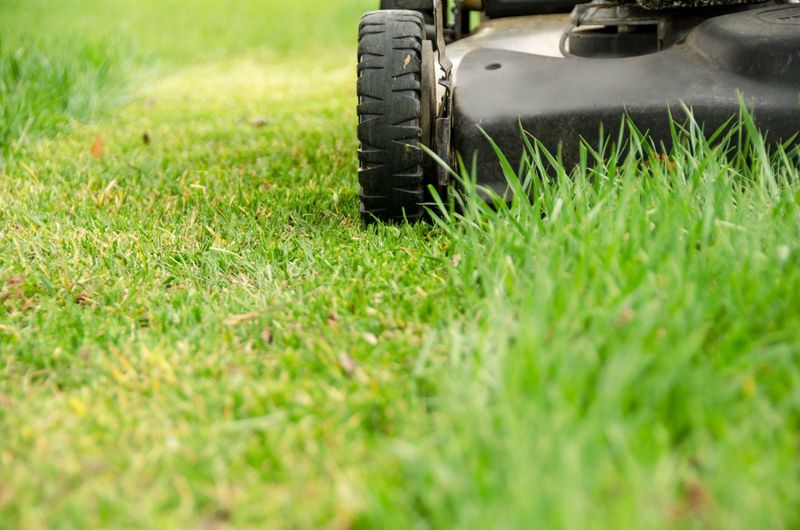 Mow Higher During Rainy Seasons