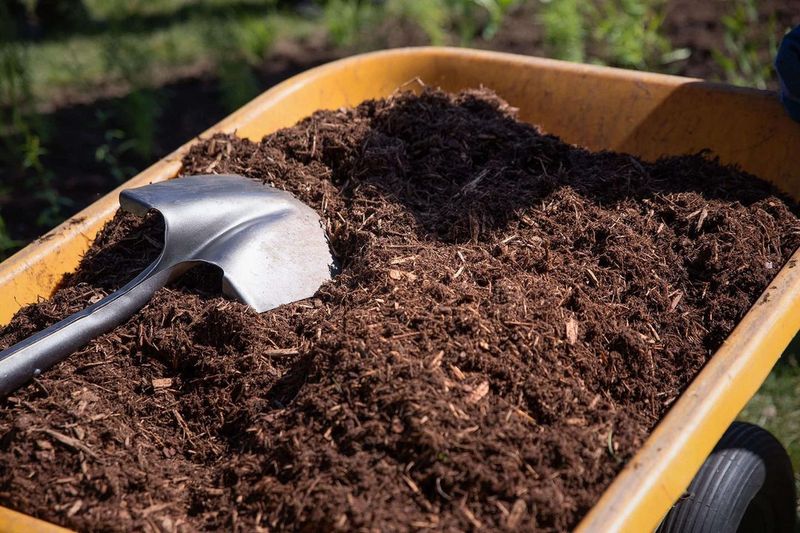 Mulch and Pest Control