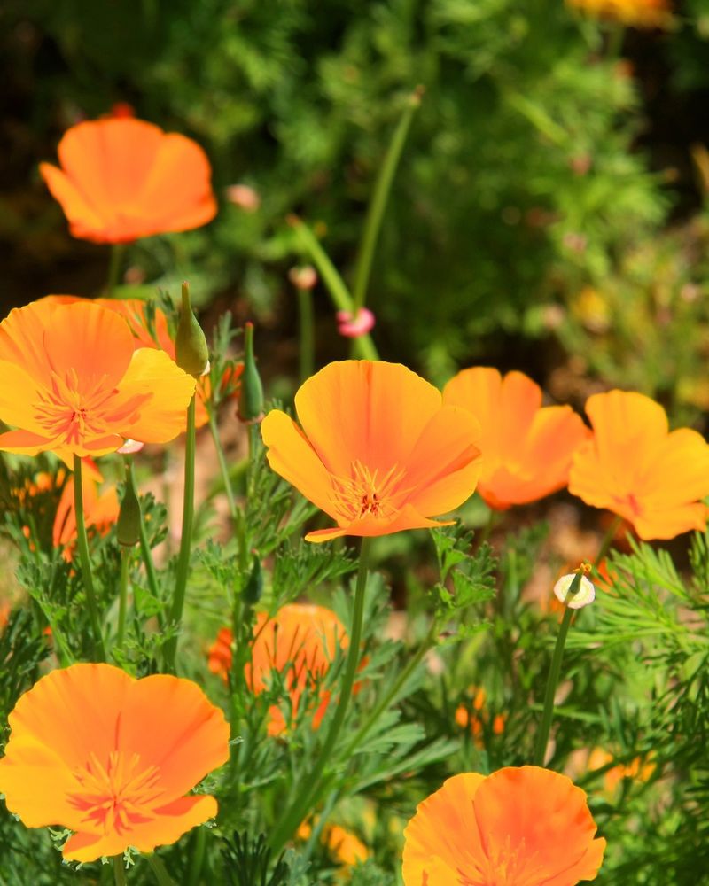 Group Plants By Water Needs