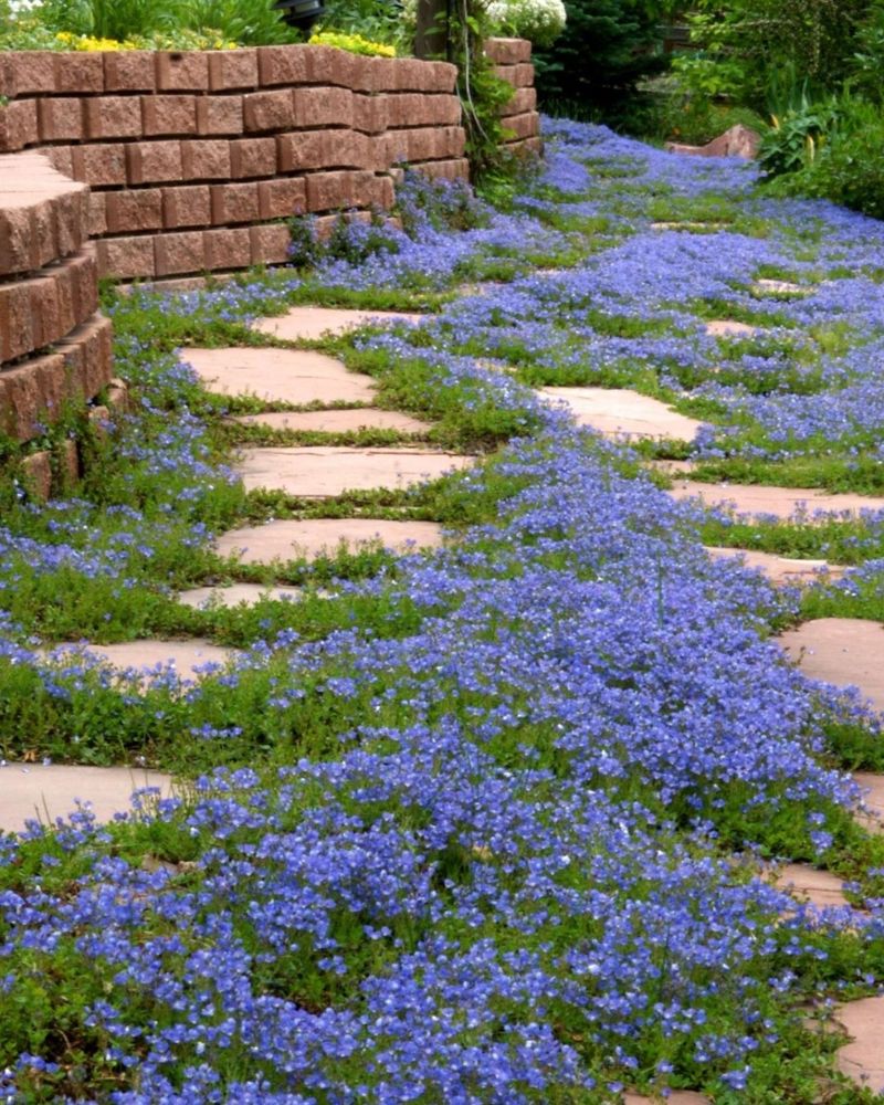 Groundcover Plants Replace Grass Naturally