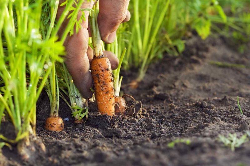 Know When They're Ready: Harvest Indicators