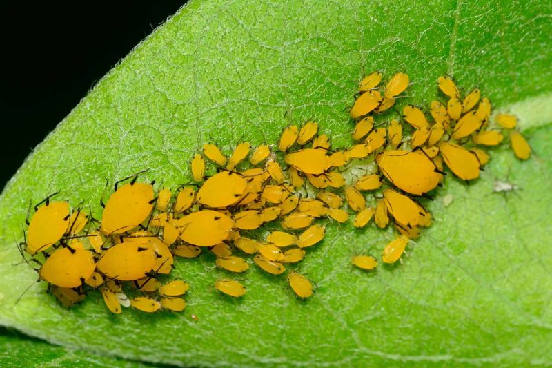 Prevent Pest Problems Early