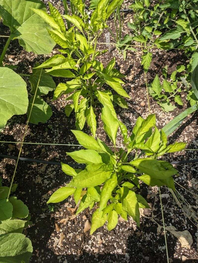 Nitrogen Depletion