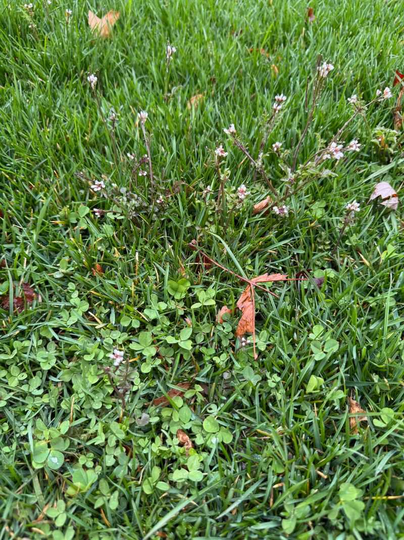 Use Pre-Emergent Weed Control