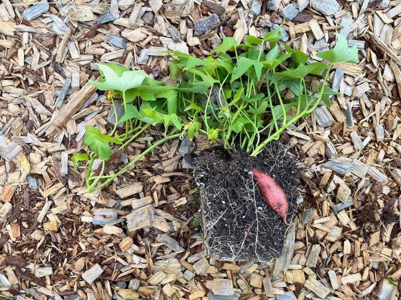 Slip Angle Planting