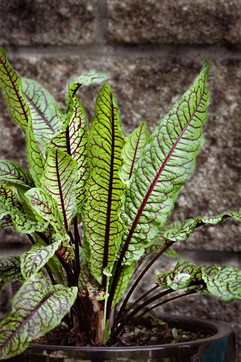 Red Sorrel Indicates Strong Acidity