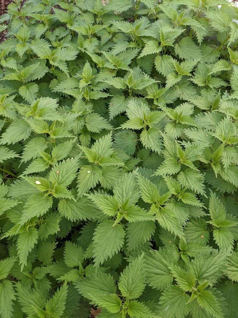 Nettle: Stinging Superfood