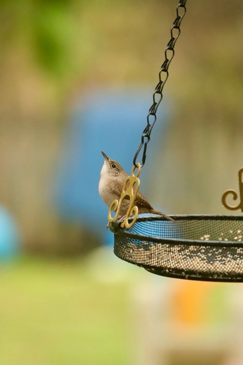 Year-Round Feeders