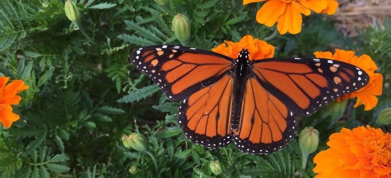 Beneficial Insects Attraction