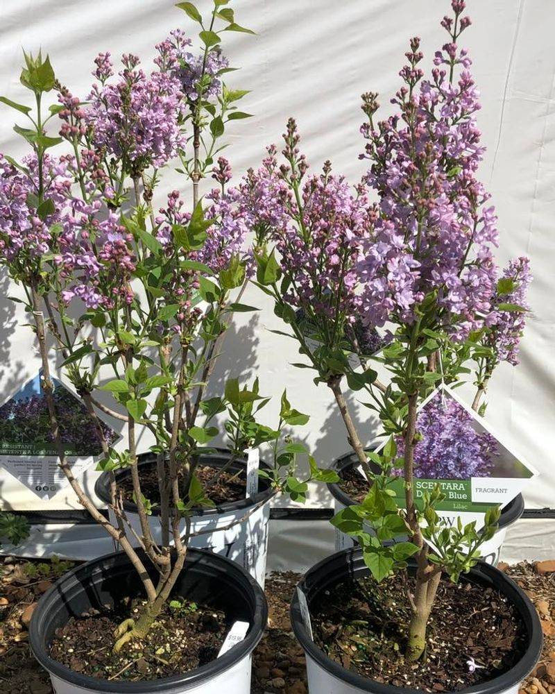 Dwarf Pixie Lilac
