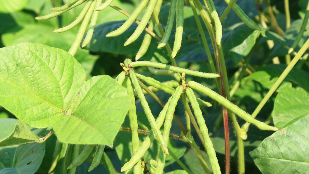 mung bean plant