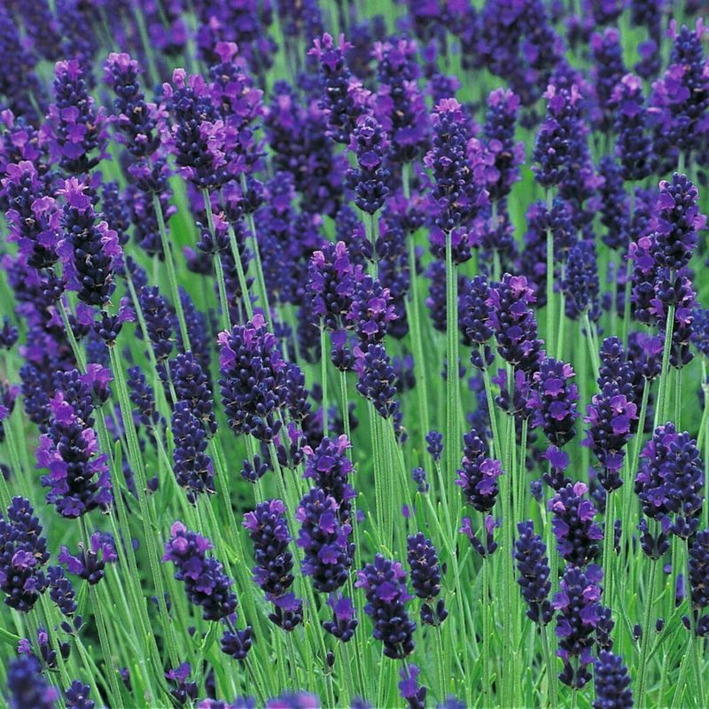 Hidcote Blue Dwarf