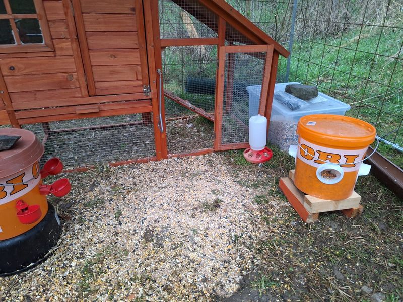 Chicken Feed