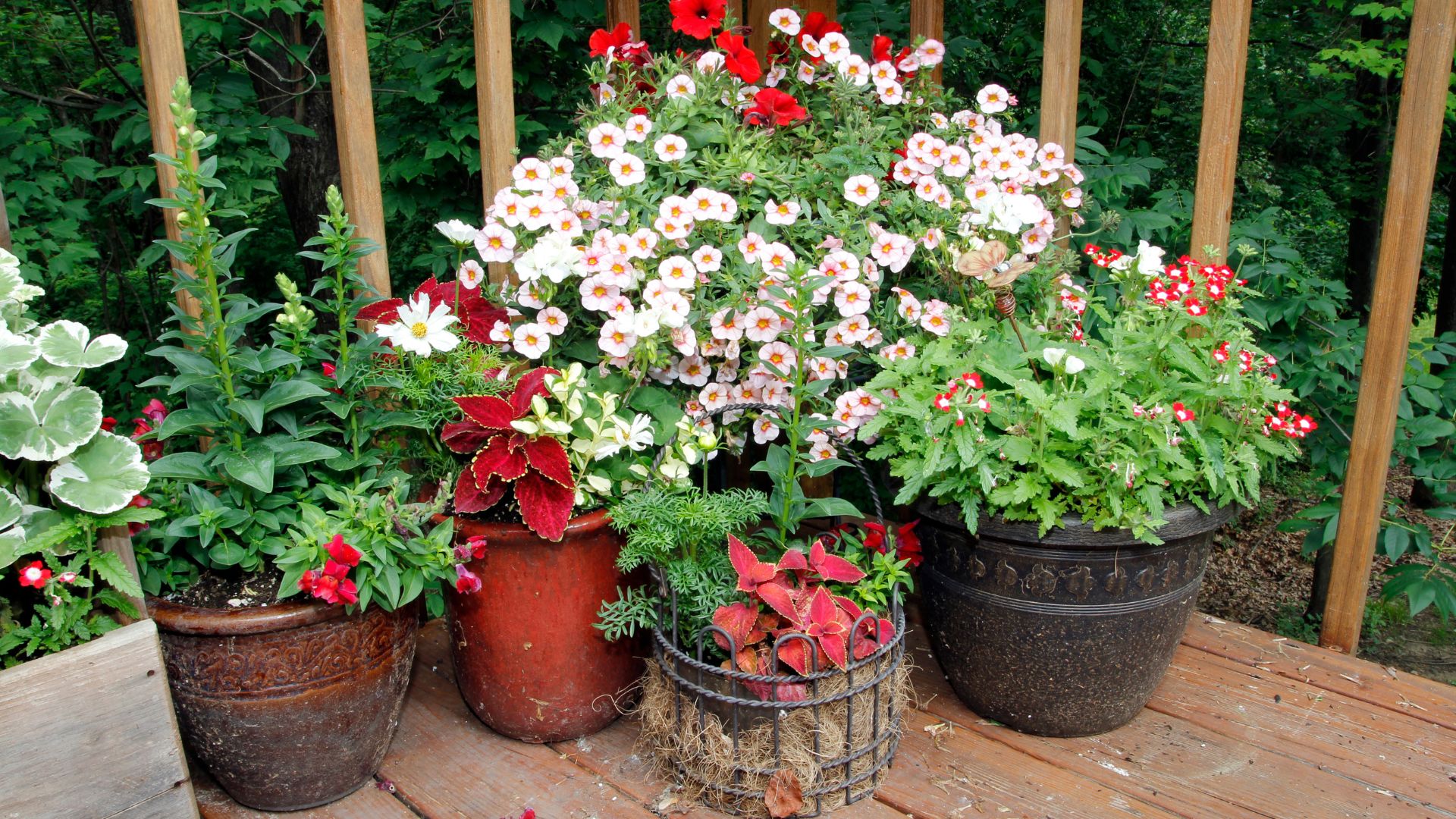 58 Must-Have Container Plants And Incredible Ideas For Your Potted Garden Oasis