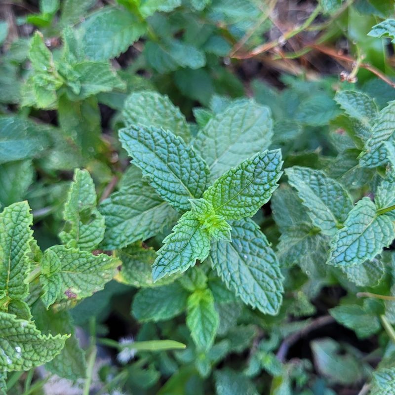 Mint: The Tithed Herb