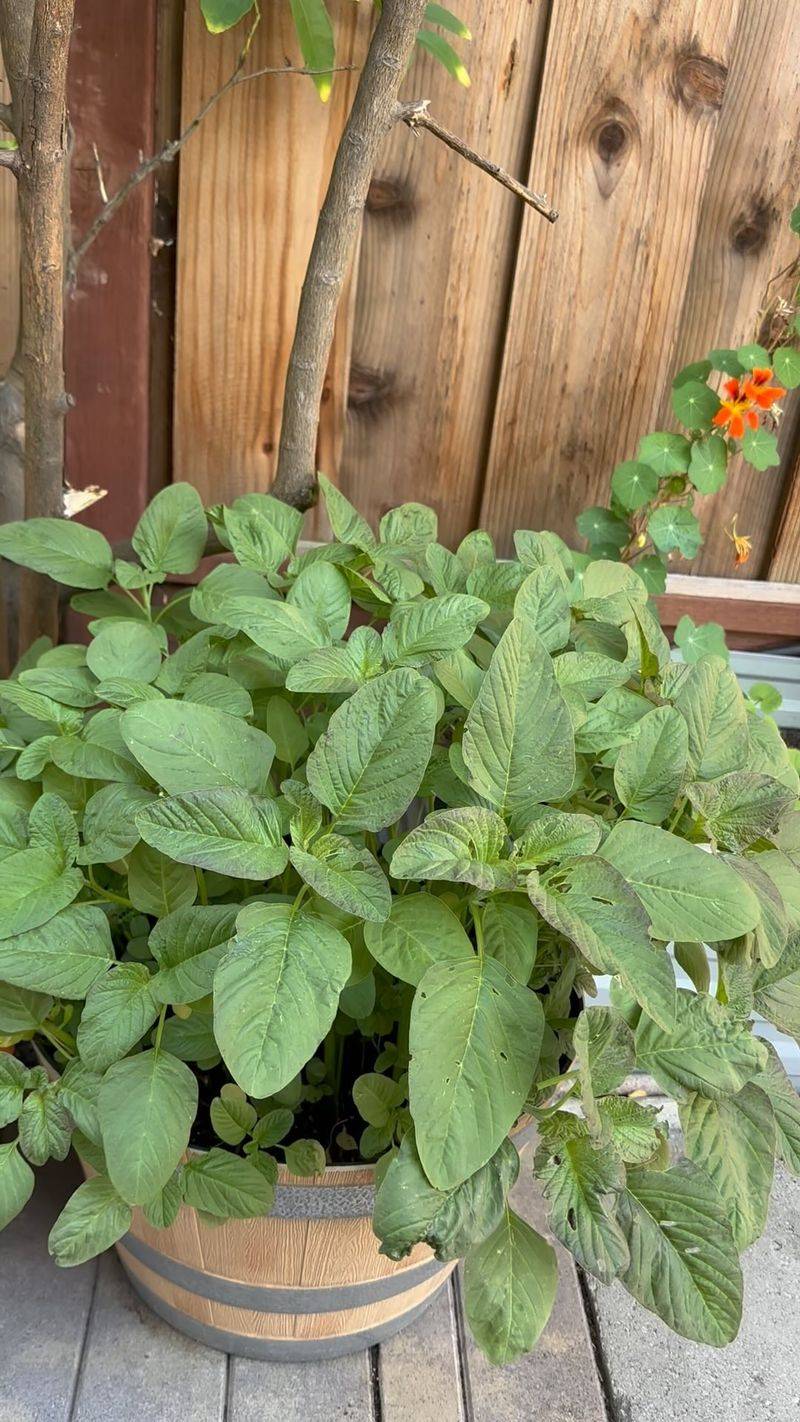 Amaranth Greens