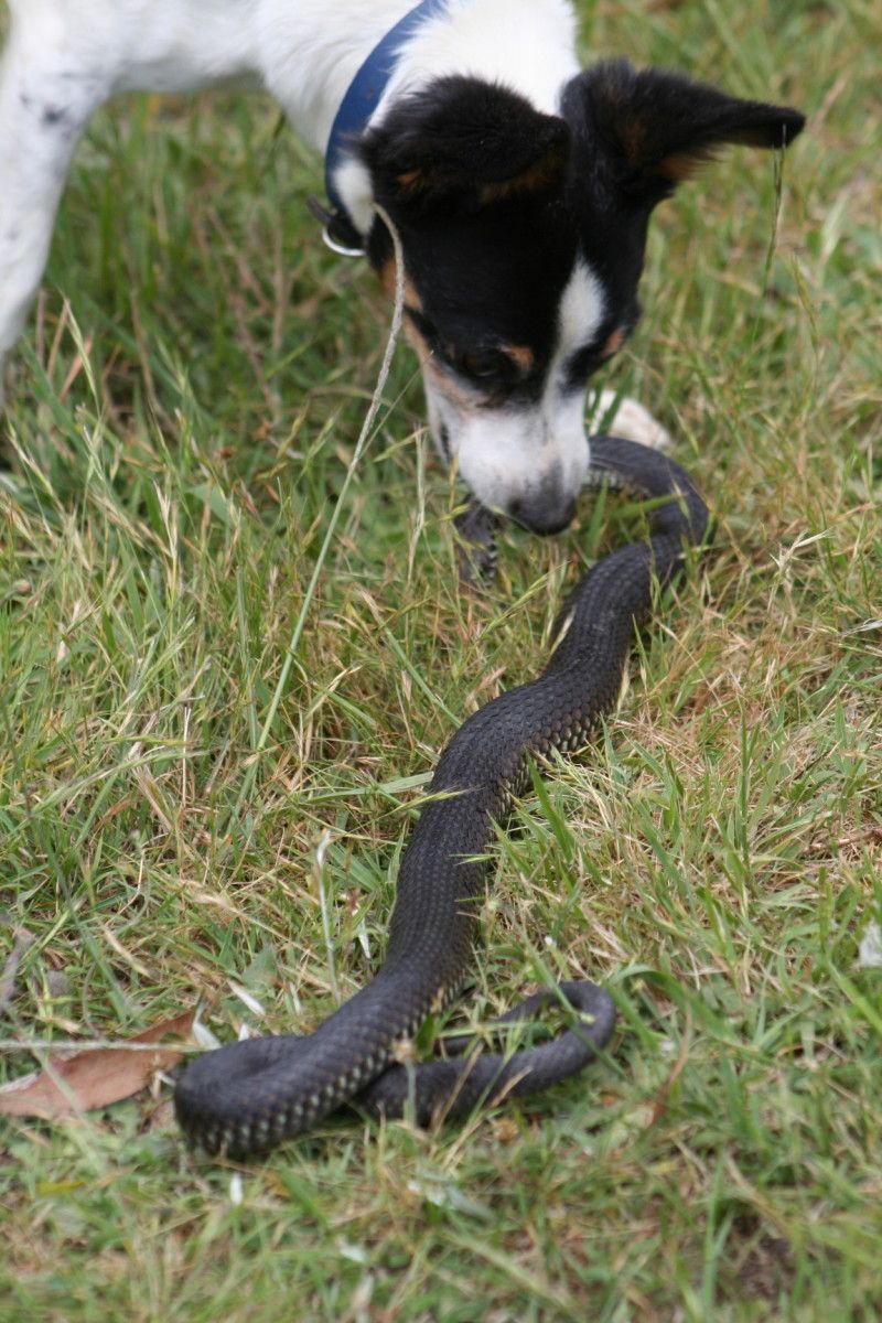 Unusual Pet Behavior
