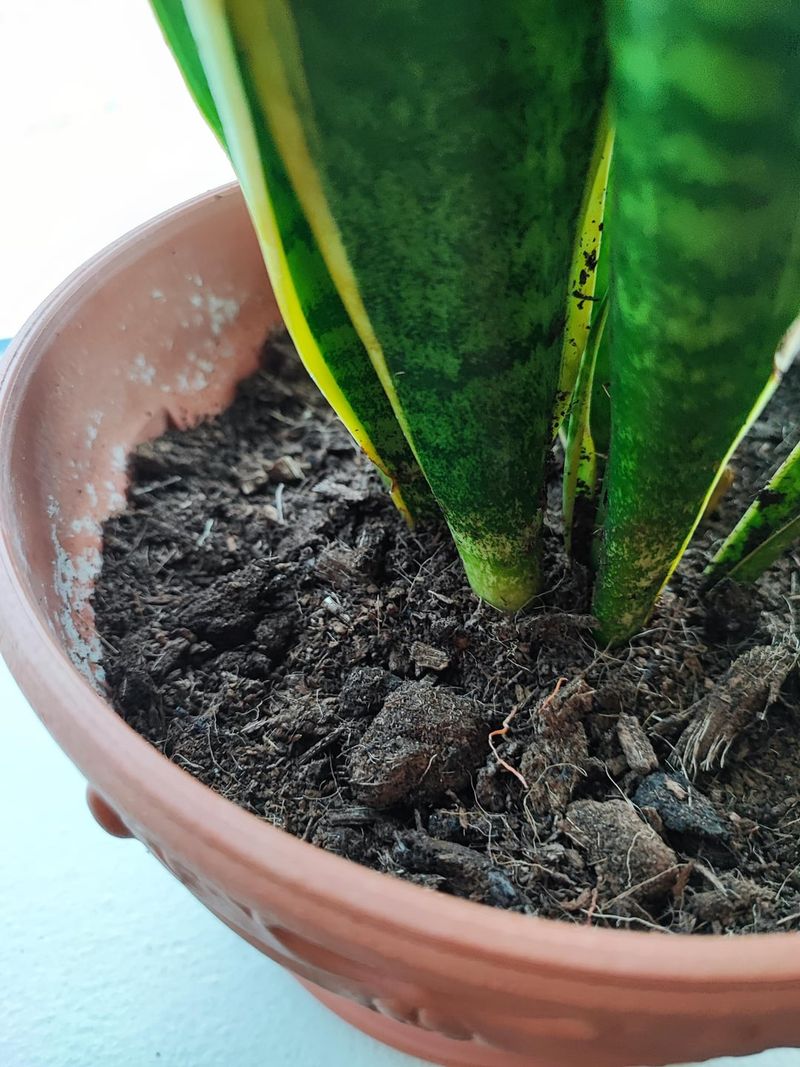 NEVER Use Cold Water for Irrigation