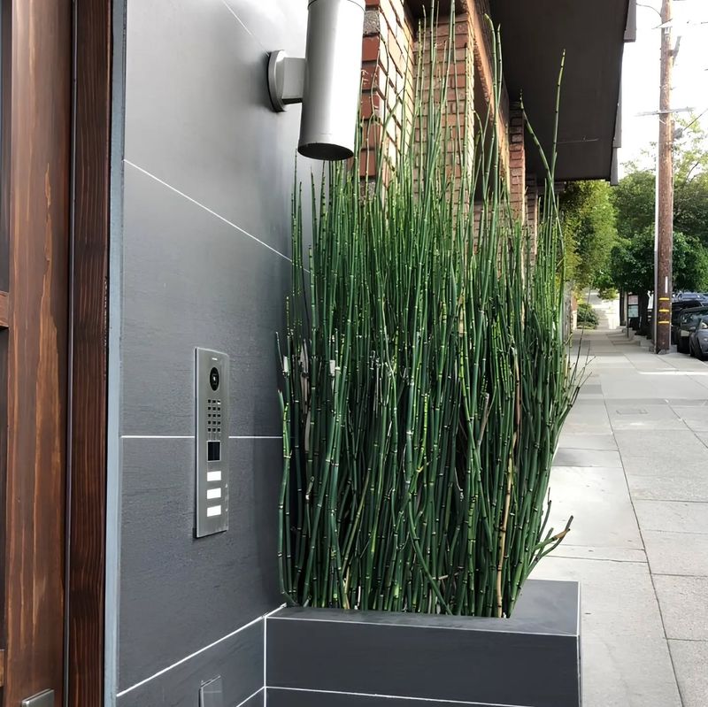 Horsetail Reed