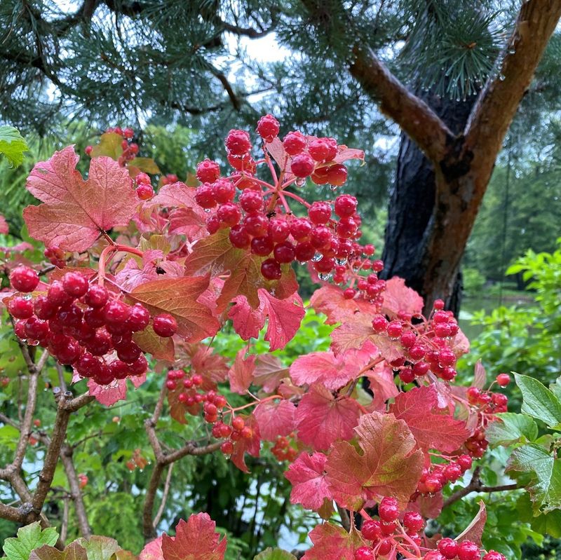 Highbush Cranberry